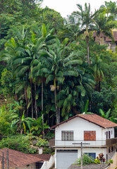 Fototapeta na wymiar Palmeiras nos fundos de uma casa