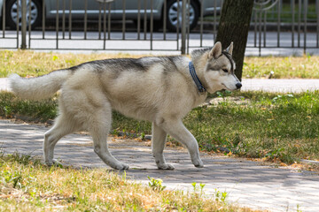 Cute Siberian husky dog walks in the park for a walk. A popular breed of dog. Pets. Sunny day....