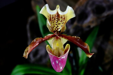 paphiopedilum
orchid