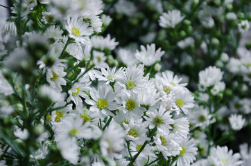 Blurry Background of White Flowers.