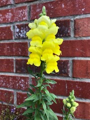yellow flower on brick