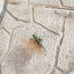 Cute meadow Grasshopper (Chorthippus parallelus) sitting on a paving slab