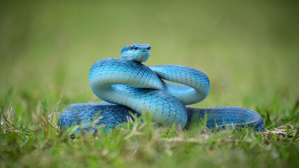 blue snake on grass