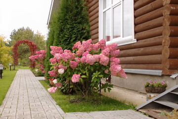 Hydrangea paniculata vanilla ice cream beautiful flower caps garden decorations shades of pink