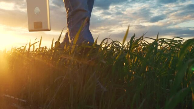 agriculture. smart farming technology. close-up of a farmer feet in rubber boots with a digital tablet walk on a green field of grass wheat at sunset. sunny lifestyle beautiful light. working