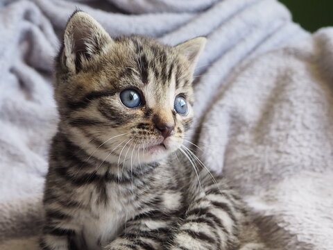 portrait of a cat