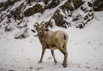 A mountain goat in the snow.