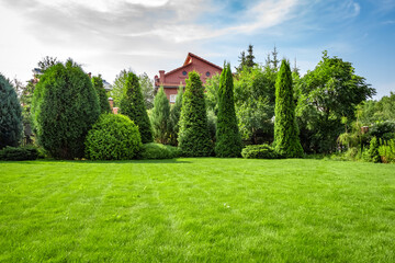Freshly cut grass in the backyard of a private house. - obrazy, fototapety, plakaty