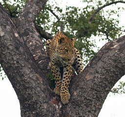 Female leopard in tree, Kruger national park africa