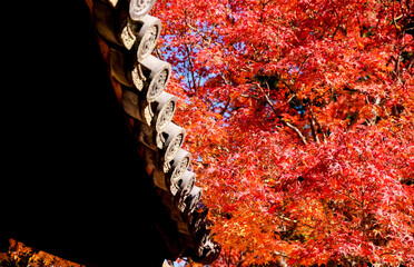 京都 常寂光寺 紅葉 KYOTO Jojakko-ji Temple autumn leaves