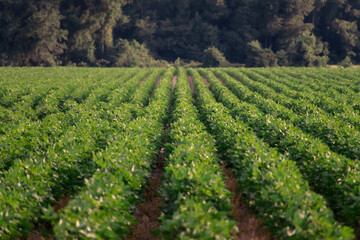 Fototapeta na wymiar cotton field 