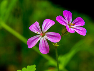 purple flower in the garden