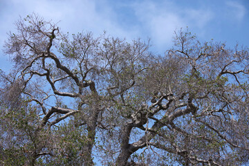 Low angle close-up view of the branches and leaves of a California oak tree  under blue sky with some clouds