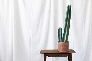 cactus on the table