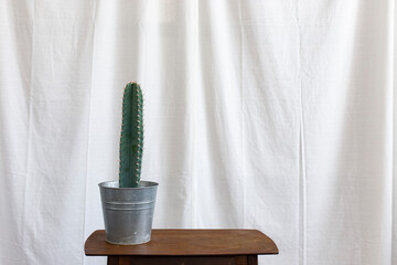 Cereus cactus plant on the window sill with a white curtain background.