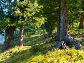 Cedars grow on the shore of a forest lake. Sunny summer day in the taiga
