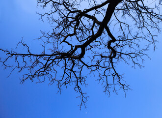 winter tree silhouette in the sky, upward