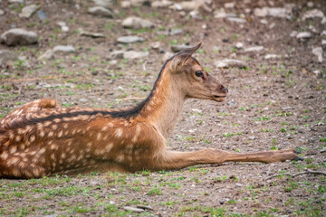 A young sika deer Lying on the ground and grass