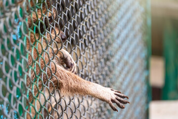 Raccoon in the zoo stuck his paws through the bars. Raccoons in the enclosure in the zoo. The raccoon , Procyon lotor