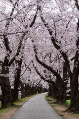 緩やかにカーブする歩道に沿って咲く桜