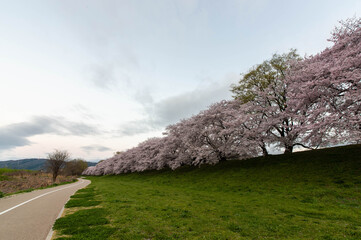 広大な河原に沿って咲いている桜