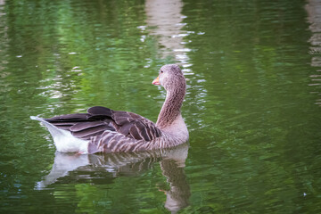 Wild gray goose swims in a lake with green water.