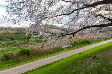 Fototapeta na wymiar 巨大な河川の歩道と桜の花