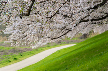 土手沿いの歩道を覆うような桜