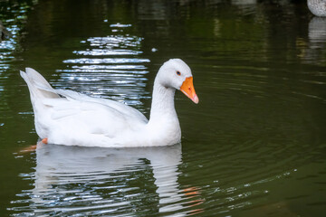 Domesticated grey goose, greylag goose or white goose swims in a lake with green water.