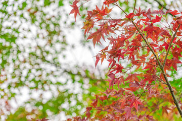 【宮城県 鳴子峡】見頃時期の紅葉