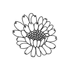 Hand drawn calendula flower. Black and white vector image. Idea for children's creativity, decor. Isolated on a white background.