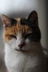 Fototapeta premium portrait of a cat