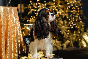 A cavalier king Charles Spaniel sits on a pillow with blurred Christmas lights and a Golden...