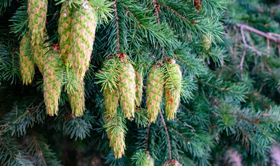 Pine cones hang on a Douglas fir tree, new growth in clusters, light green and pink patterns, pine...