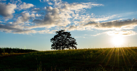 An oak tree on the horizon, blue sky and white clouds, evening light highlighting a hillside slope,...