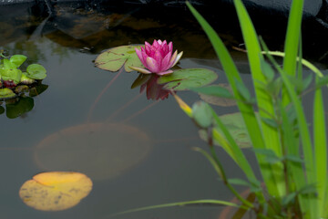 一輪だけ咲く蓮の花