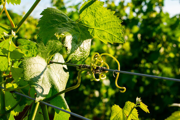 A close up of a vine tendril curled around a wire trellis, lit by afternoon sun, in an Oregon vineyard.  © Jennifer L Morrow