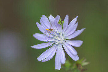 Obraz premium 淡い紫の花と小さな虫