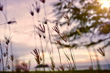 Grass flower and and sea view in sunset times.
