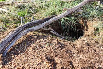 burrow in the you yangs national park