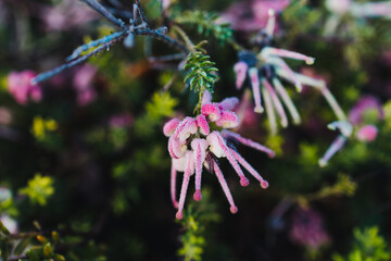 native Australian pink grevillea plant outdoor with frost droplets