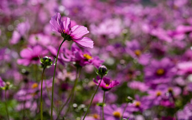 Fototapeta premium Colorful Cosmos Flower Garden Blooming in Autumn Season