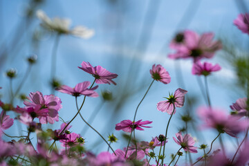 Colorful Cosmos Flower Garden Blooming in 
Autumn Season