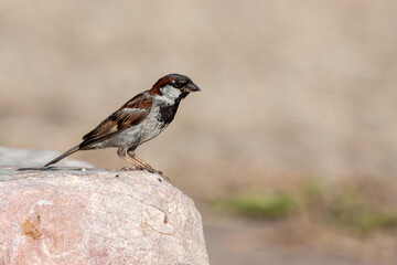 House Sparrow (Passer domesticus)