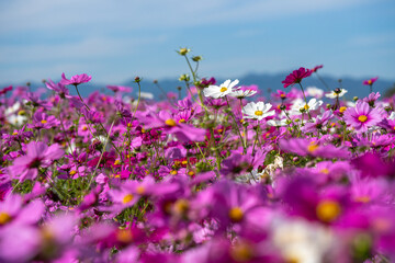 Colorful Cosmos Flower Garden Blooming in 
Autumn Season