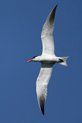 Fototapeta premium Caspian tern (Hydroprogne caspia)