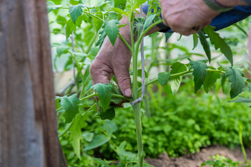 men adult pinch and remove suckers on tomato plant