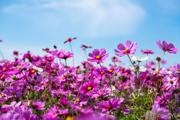 Obraz premium Colorful Cosmos Flower Garden Blooming in Autumn Season