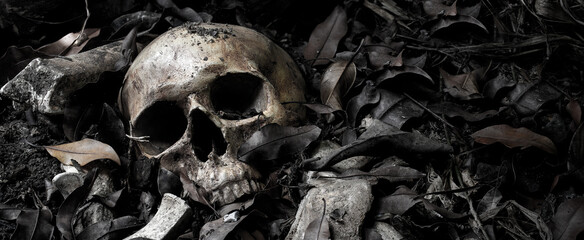 The skull and pile of bone on decay leaf in pit the old graveyard - obrazy, fototapety, plakaty