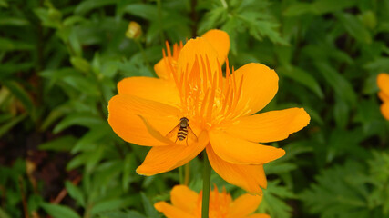 yellow flower with bee  in the garden